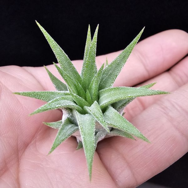 New~小精靈V.多國花(雨林) × 長莖/Tillandsia ionantha v. stricta(RFI) × ionantha v. van-hyningii~有葫身、厚實質感毛，圖四為成株參照。 