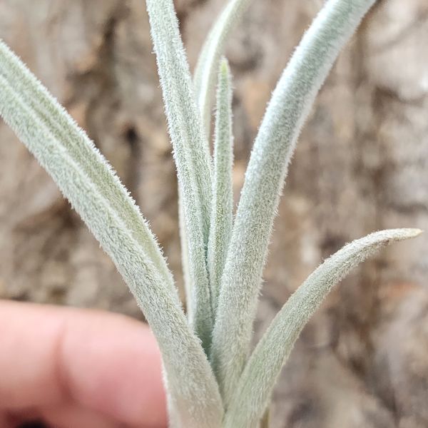 薩迦-變異/Tillandsia Zecheri var. zecheri？ 