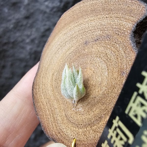 雨林蘿莉/Tillandsia loliacea(RFI) 