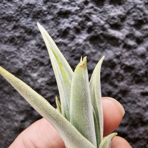 白天鵝/Tillandsia barfussii~肥肥的芽，一片葉尖稍斷，介意勿下單~ 