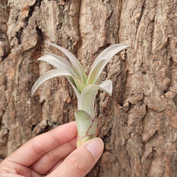 高原×女王/Tillandsia Sphaerocephala × Caput-Medusae 