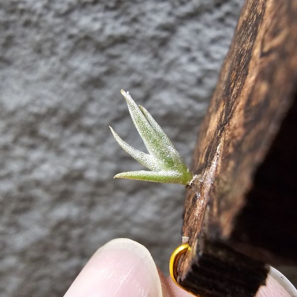 卡蜜拉(特殊極其稀有)/Tillandsia carminea from Heidelberg Botanic Gardens~市面上不會有的品項，帶金屬葉面質感，溫差會稍顯紫~ 