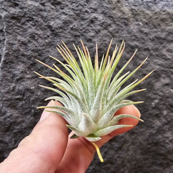 龍精靈(雨林)/Tillandsia ionantha Ron(RFI)~後期雨林進口植株，葉序有較密集、型態不太會下包！ 