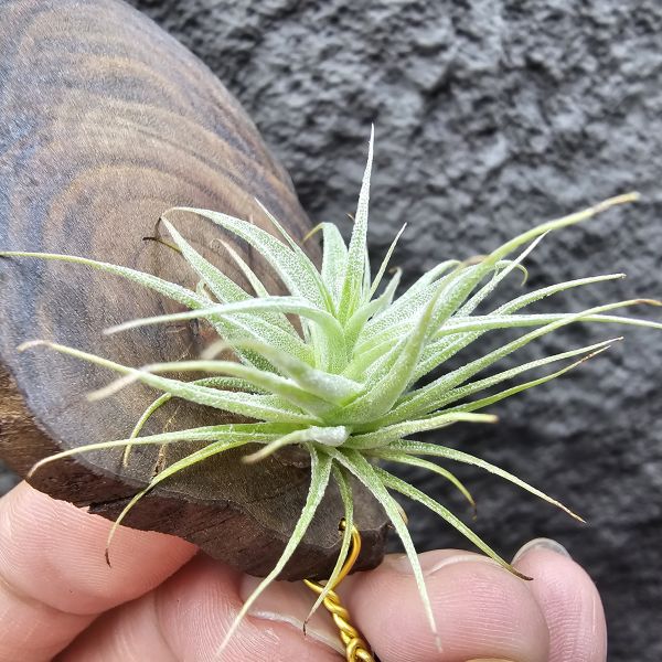 R燒/Tillandsia Roseiflora(Europe) 