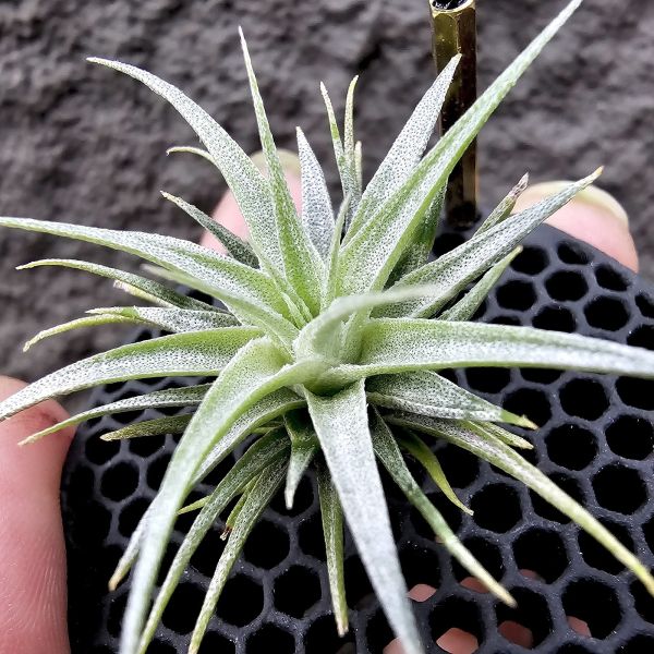 國際薄變×K燒~很美的交種、尺寸不小了/Tillandsia gardneri var. rupicola(TI) × kautskyi 