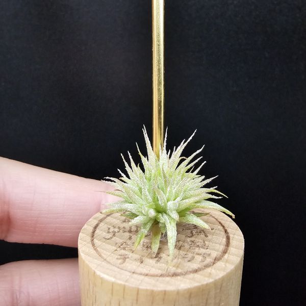 米妮綴化小精靈/Tillandsia ionantha mini mouse 