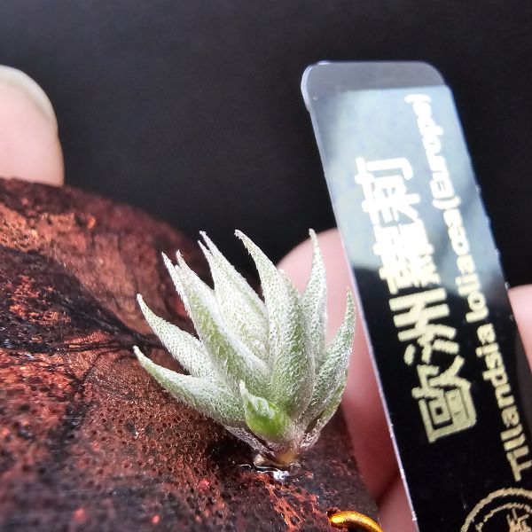 歐洲蘿莉/Tillandsia loliacea(Europe) 