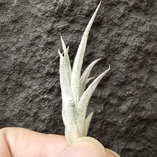 卡登西(眉刷)/Tillandsia Cardenasii(Europe) 