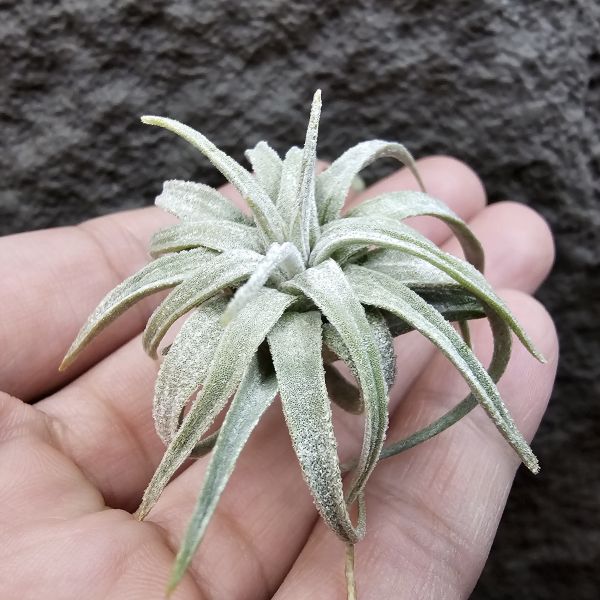 國際莫氏/Tillandsia mauryana(TI) 