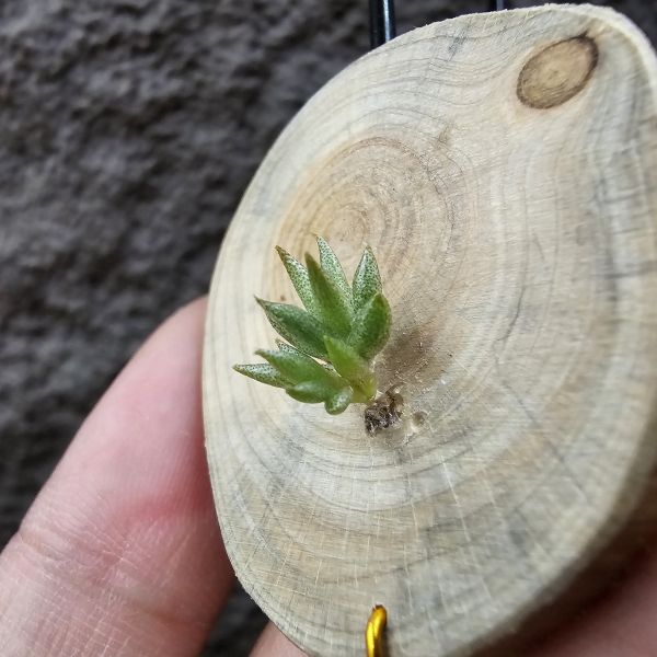 布雷爾(實生)/Tillandsia brealitoensis seedling 