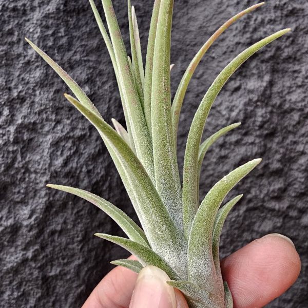 卡比他他×德魯伊/Tillandsia capitata × ionantha Druid 