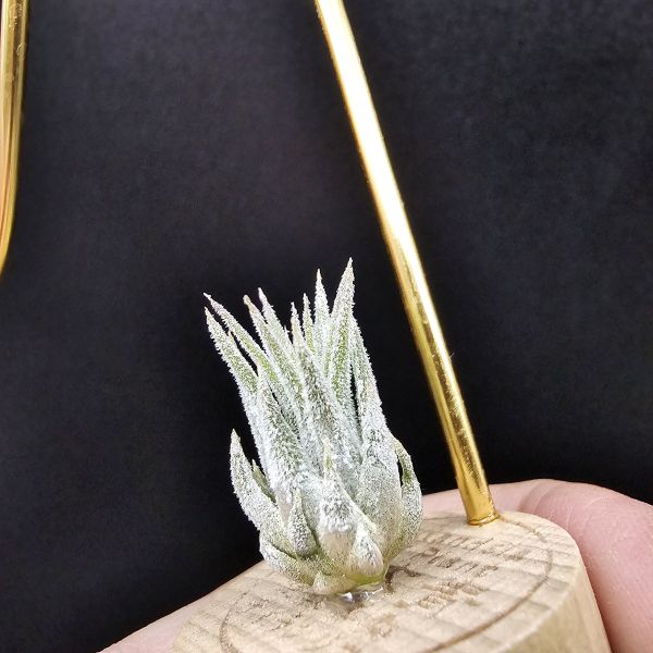 天鵝絨小精靈/Tillandsia ionantha Tall Velvet 