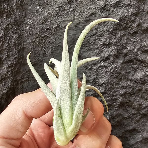 大M/Tillandsia Minasgeraisensis 