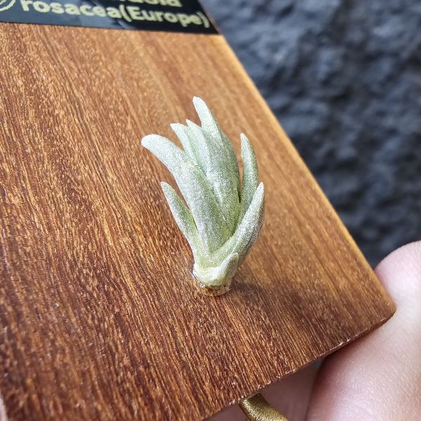 Tillandsia rosacea(Europe) 