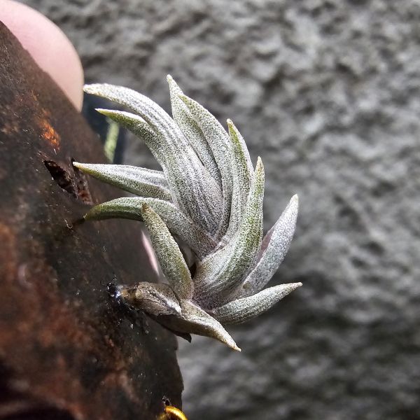 小海螺(帶一芽)/Tillandsia peiranoi(Argentina) 