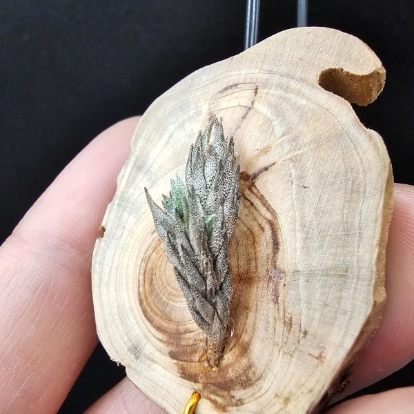 彈頭(阿根廷)側邊冒2芽/Tillandsia pedicellata(Argentina) 