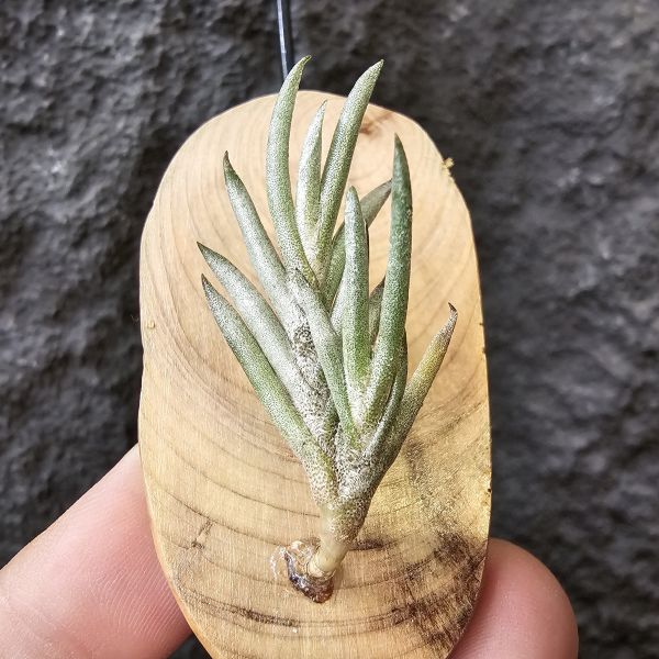 歐洲卡畢/Tillandsia capillaris(Europe) 