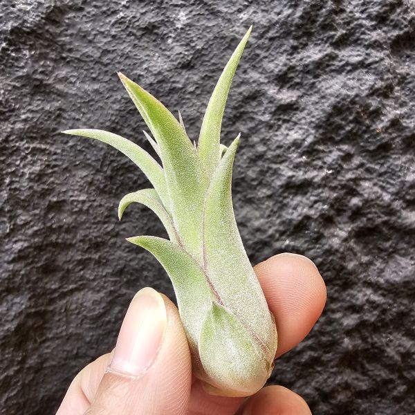 艾瑞克×全紅小精靈(首輪芽)/Tillandsia Eric knobloch × ionantha Rubra~限水會下卷、葉緣滾紅邊為特色 