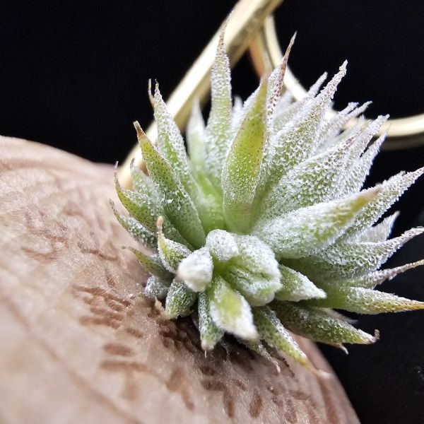 榛榛(中尺寸正要冒2芽)/Tillandsia ionantha haselnuss(RFI) × ionantha haselnuss(KK) 