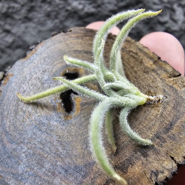 克洛卡塔(小型)/Tillandsia crocata 