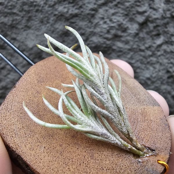 阿根廷卡畢/Tillandsia capillaris(Argentina) 
