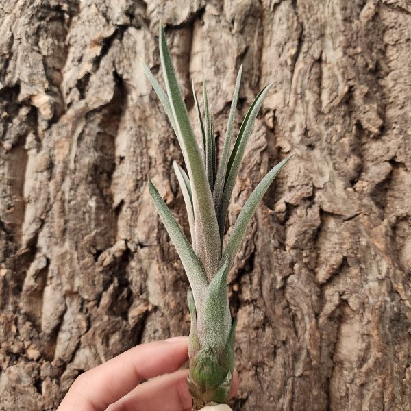 紅魷魚/Tillandsia Streptophylla × Novakii 