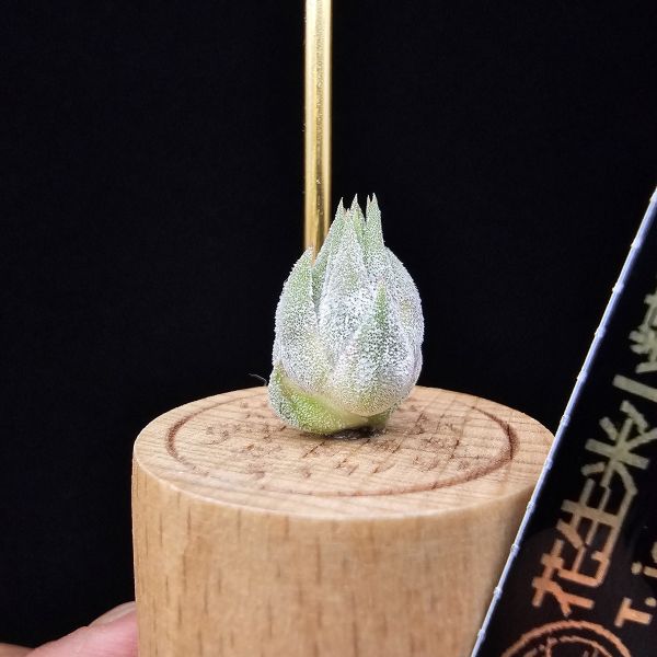 花生米小精靈(選)/Tillandsia ionantha peanut~圖四母株參照 