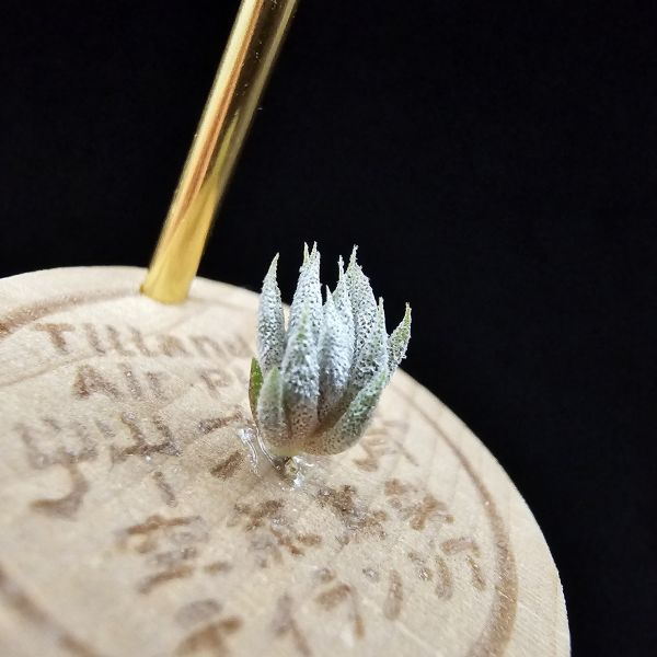 德K榛果×雨林AP(S)/Tillandsia ionantha haselnuss x ionantha Apretado(RFI) 