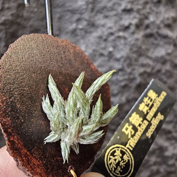 牙籤實生叢/Tillandsia minutiflora seedling~不必擔心野採品項容易黑死，實生好照顧非常多！ 