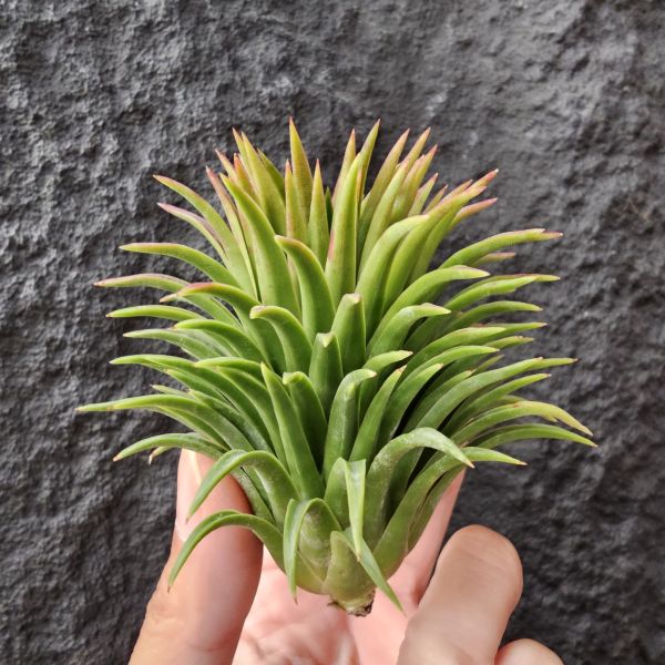 華美選拔大型/Tillandsia ionantha Huamelula Giant select 