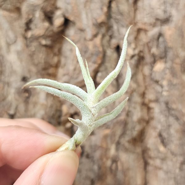 粗糠/Tillandsia Paleacea 