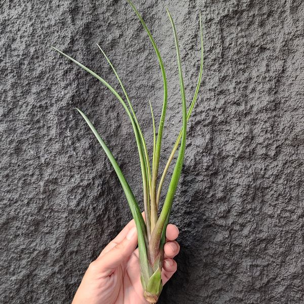 魔力豆腐/Tillandsia Mali Dofitas(Caput-Medusae×Bulbosa)(女王頭×章魚) 