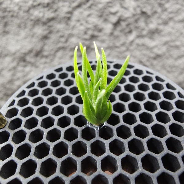 銀冰×貝里斯電捲/Tillandsia chiletensis × streptophylla Belize 