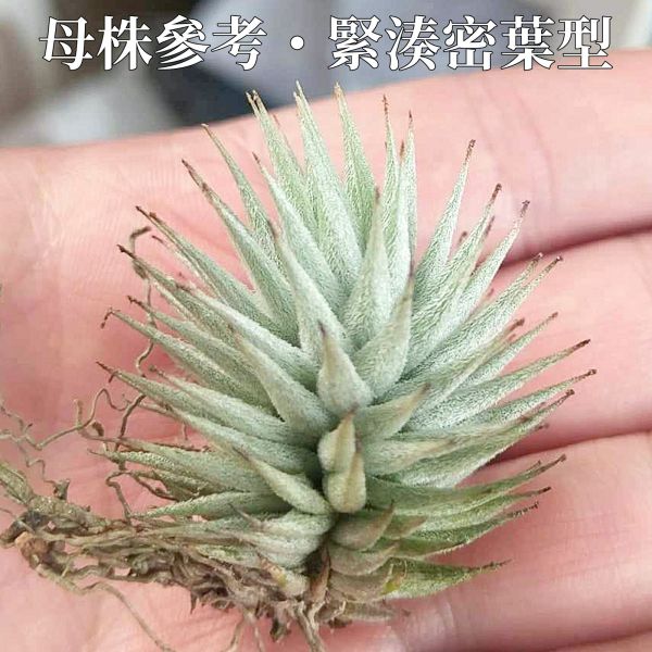 歐洲蘿莉(密葉)/Tillandsia loliacea compact form(Europe)~圖五母株參考！ 