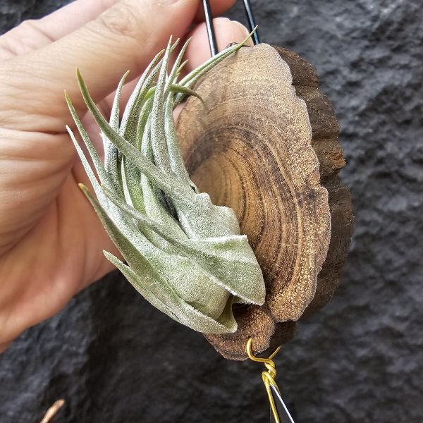 K燒(大尺寸)/Tillandsia kautskyi 