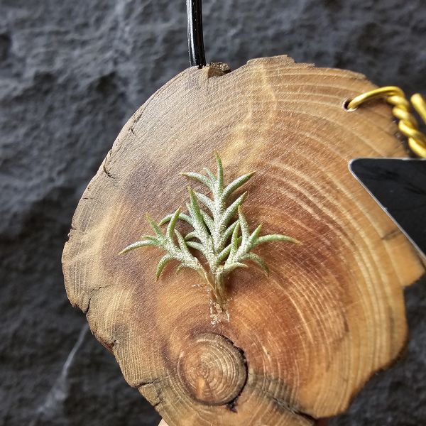 卡畢拉瑞斯-小型/Tillandsia Capillaris lottes 
