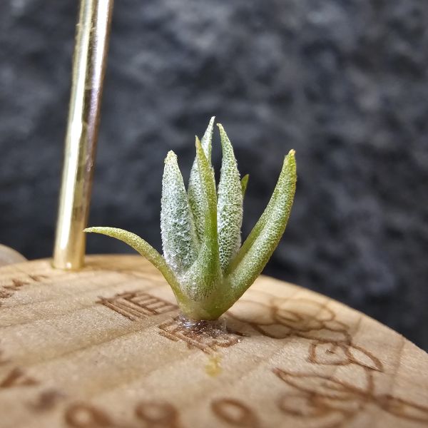 巴拉魚(小屁芽)/Tillandsia paraiebensis 