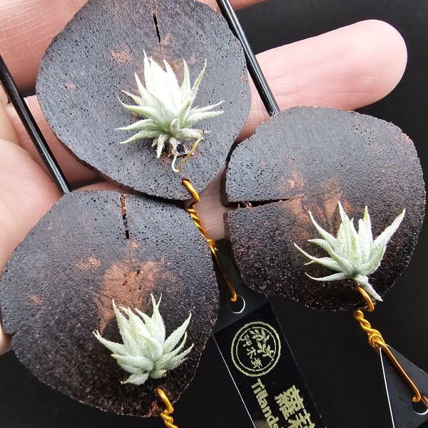 雨林蘿莉(M尺寸不挑株長大都一樣美)/Tillandsia loliacea(RFI)~重油耐用"降真木"板材！ 