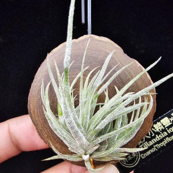 New~小矮人精靈×雞爪(精靈爪?)/Tillandsia ionantha Enano(Tropiflora) × glabrior~熱帶'小矮人精靈'與銀葉質感的'雞爪'交種，有點奇葩XD~叢生滿美、毛毛的~ 