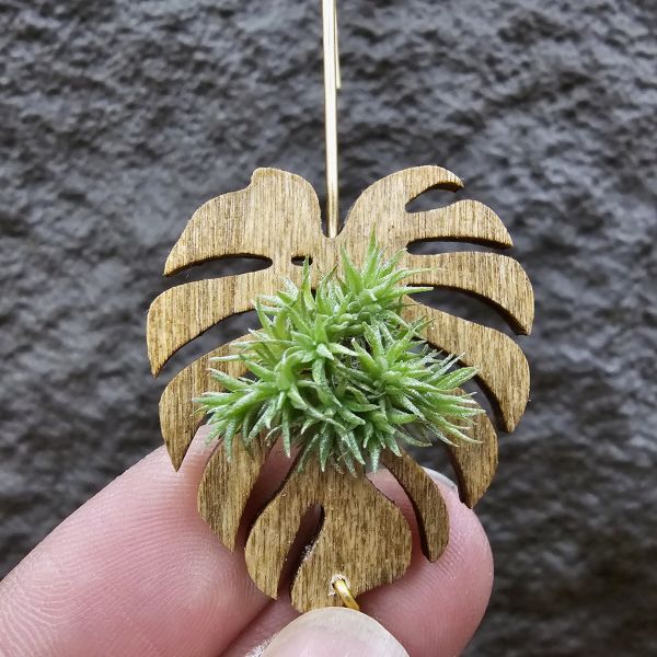 草皮鳳(實生叢)/Tillandsia tricholepis seedling 