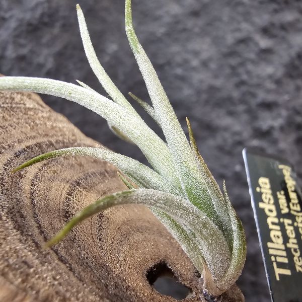 Tillandsia zecheri var. cafayatensis(Europe) 
