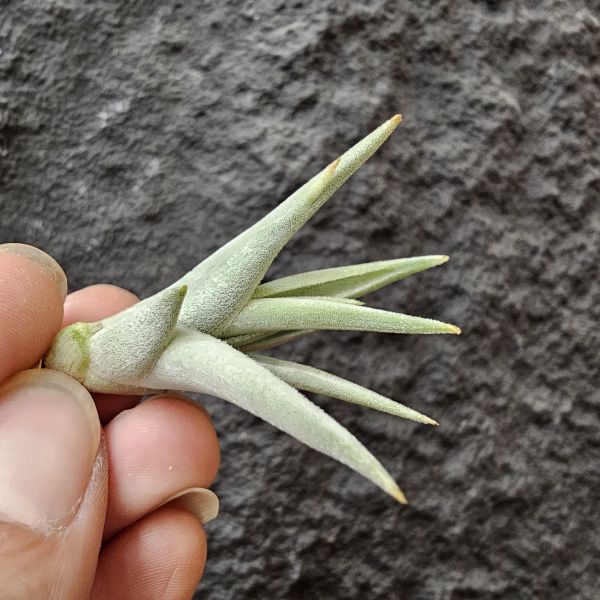 拉美拉/Tillandsia ramellae 