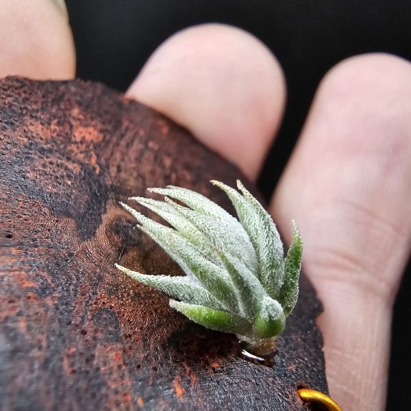 歐洲蘿莉/Tillandsia loliacea(Europe) 