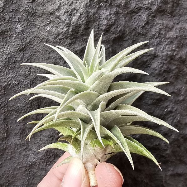 侏儒綠兔/Tillandsia edithiae Dwarf Green Form 