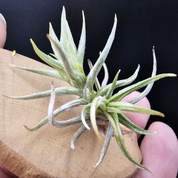 方洞(棕色花)/Tillandsia rectangula(Argentina)阿根廷、玻利維亞原生種！ 