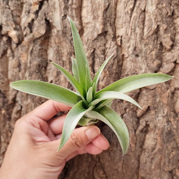 卡比他他-桃紅/Tillandsia Capitata Peach 