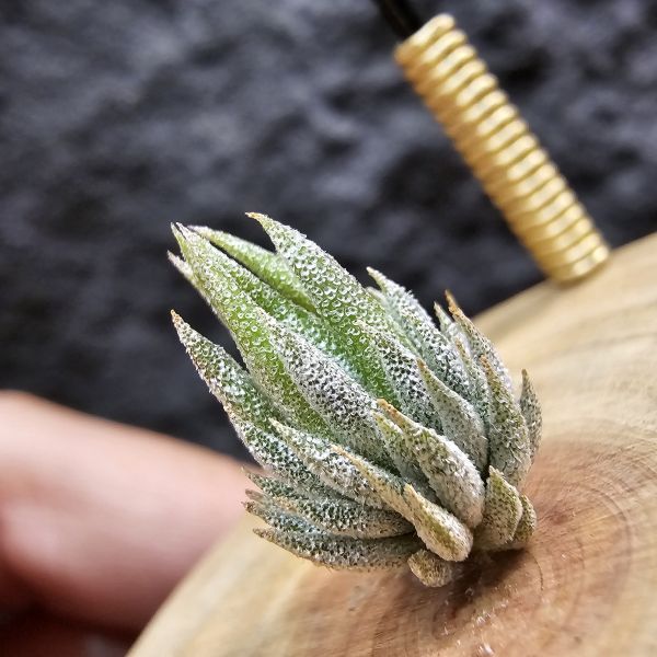 MiniQ/Tillandsia ionantha MiniQ~From JoLi (⁎  )(  ⁎) 