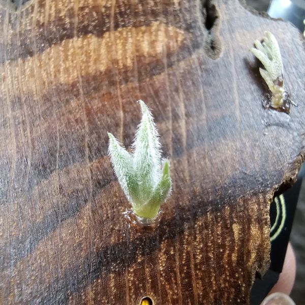毛腸(小型)Tillandsia Santiagoensis~較一般毛腸小型的個體，圖五可參考母株。 