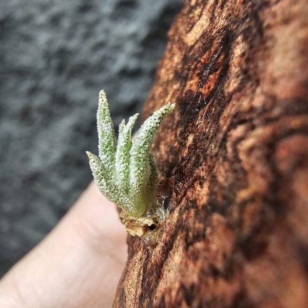 B燒(正版B台產芽)Tillandsia Brachyphylla (Brazil) 