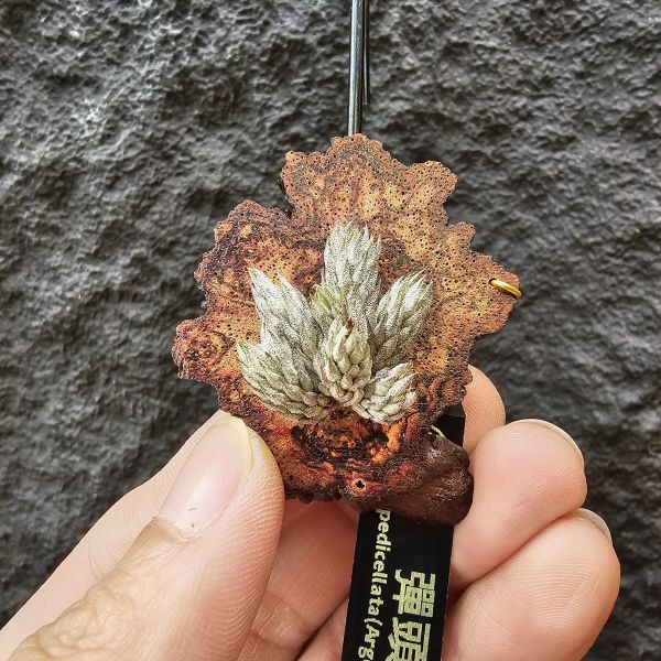 彈頭/Tillandsia pedicellata(Argentina)~商店所販售彈頭品項~皆為嚴格挑選植株、無枯萎品項！ 